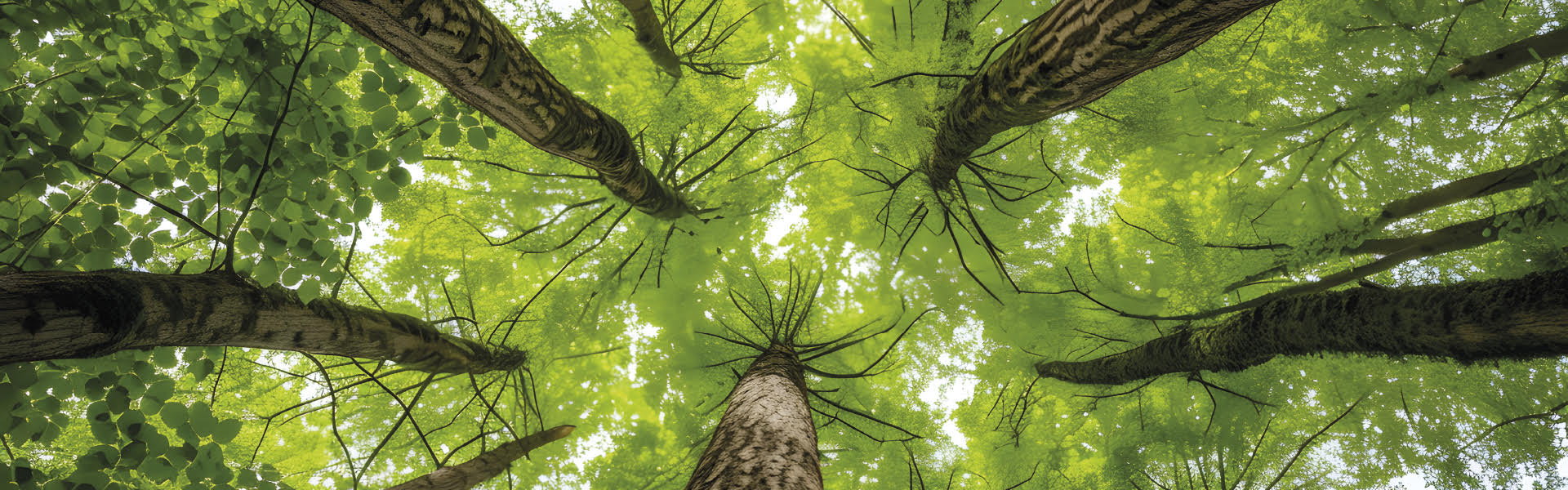 L’Area Ambiente di Struqture: soluzioni concrete per affrontare le sfide ambientali con competenza, visione e responsabilità